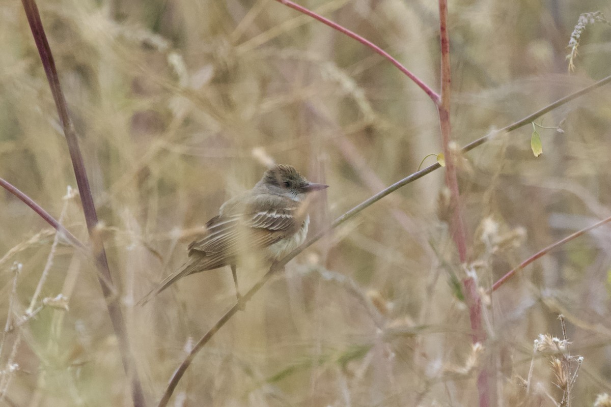 Ash-throated Flycatcher - ML619978141