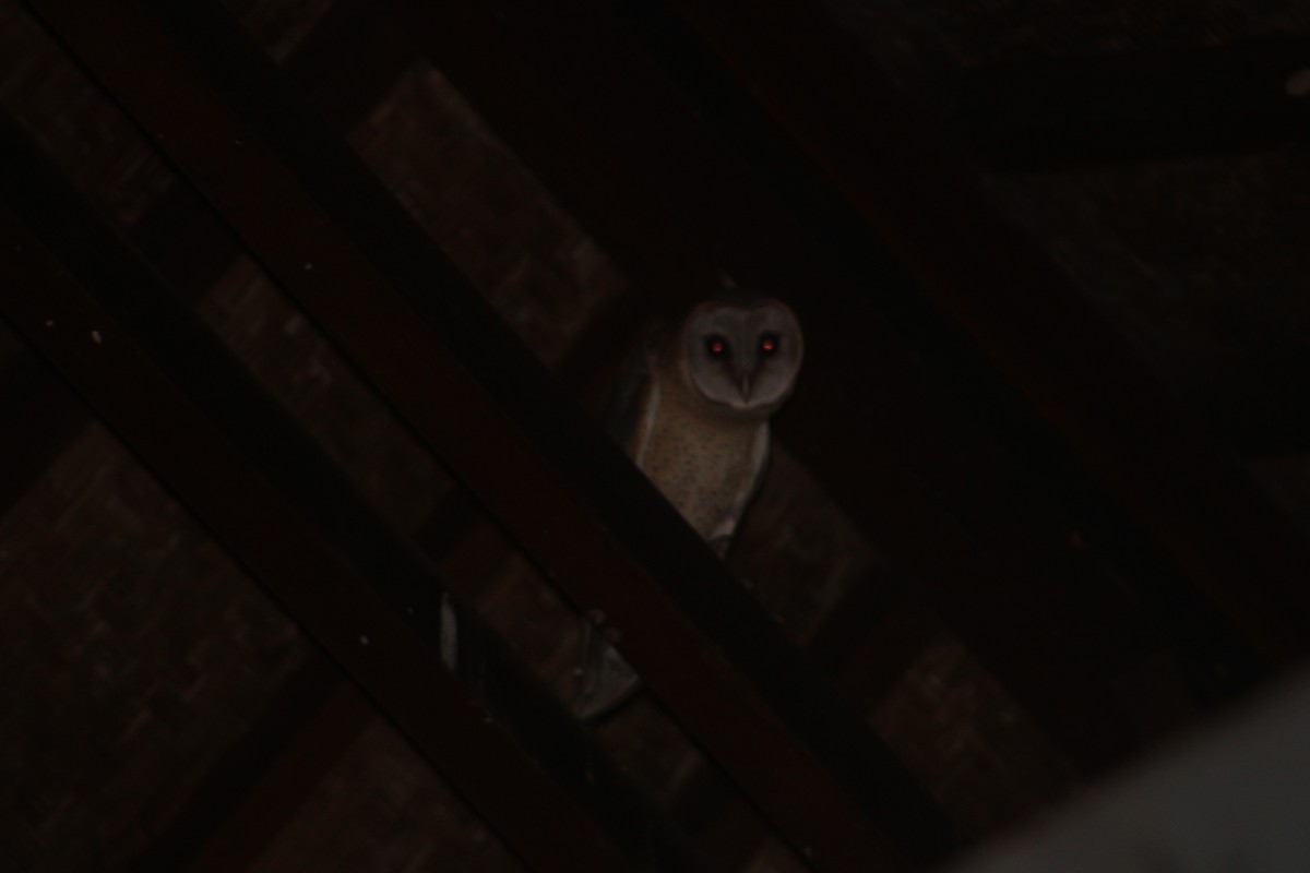 Barn Owl (Eastern) - ML619978148