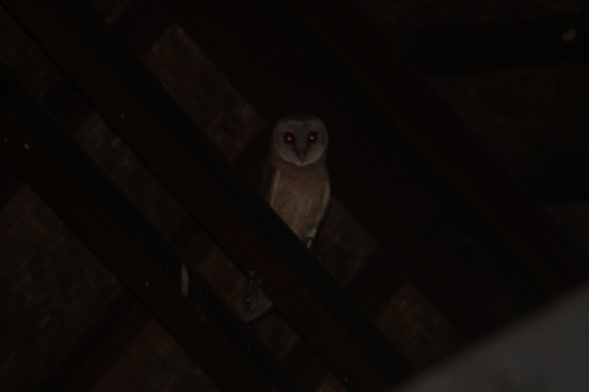 Barn Owl (Eastern) - ML619978149
