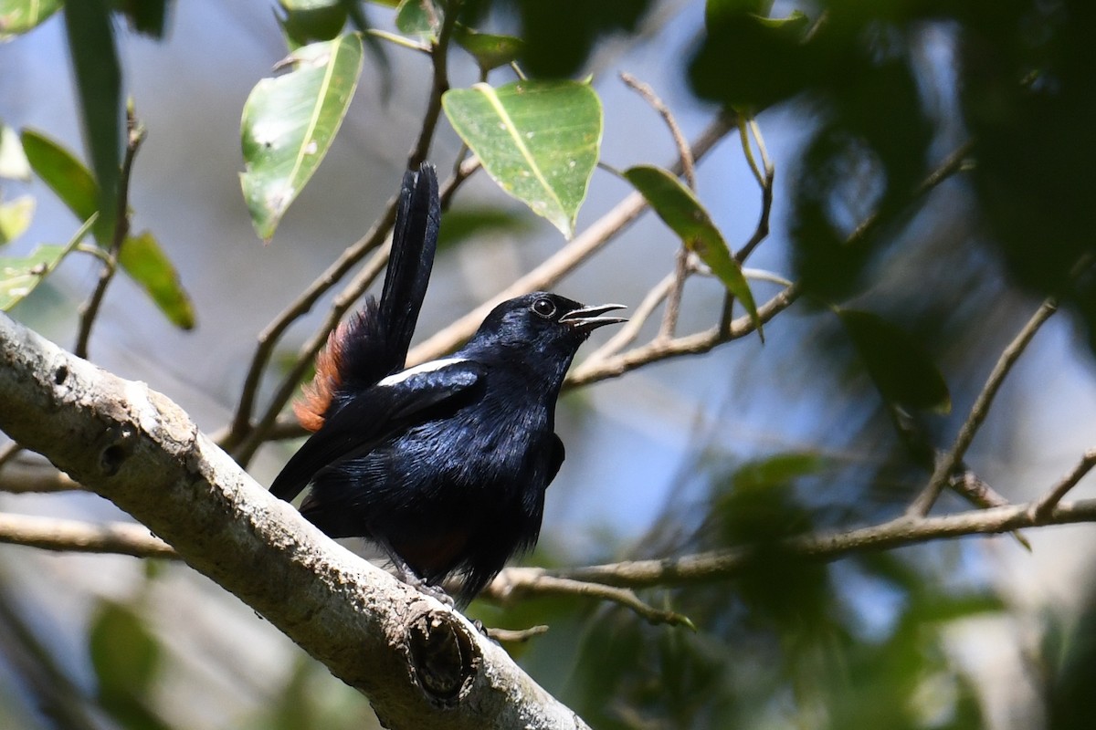 Indian Robin - ML619978155