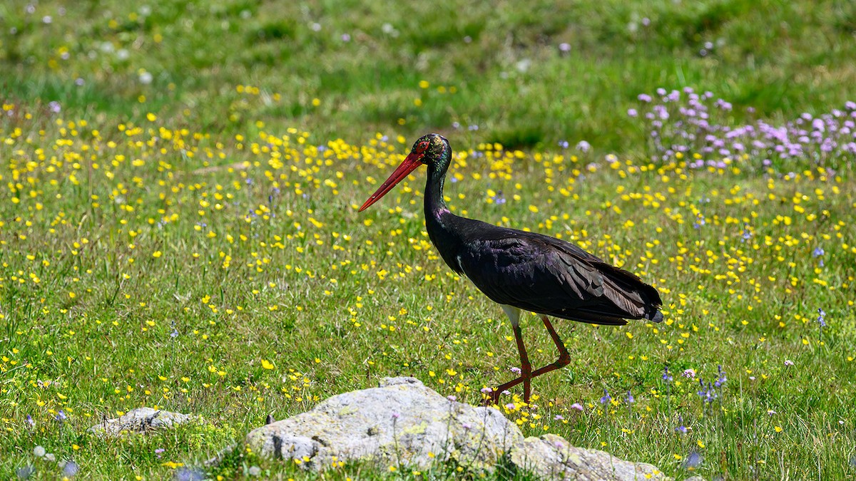 Black Stork - ML619978167