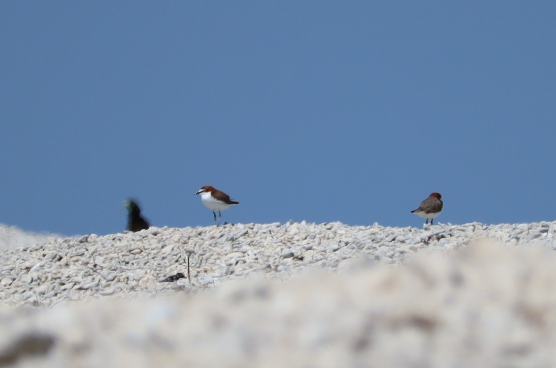 Red-capped Plover - ML619978182
