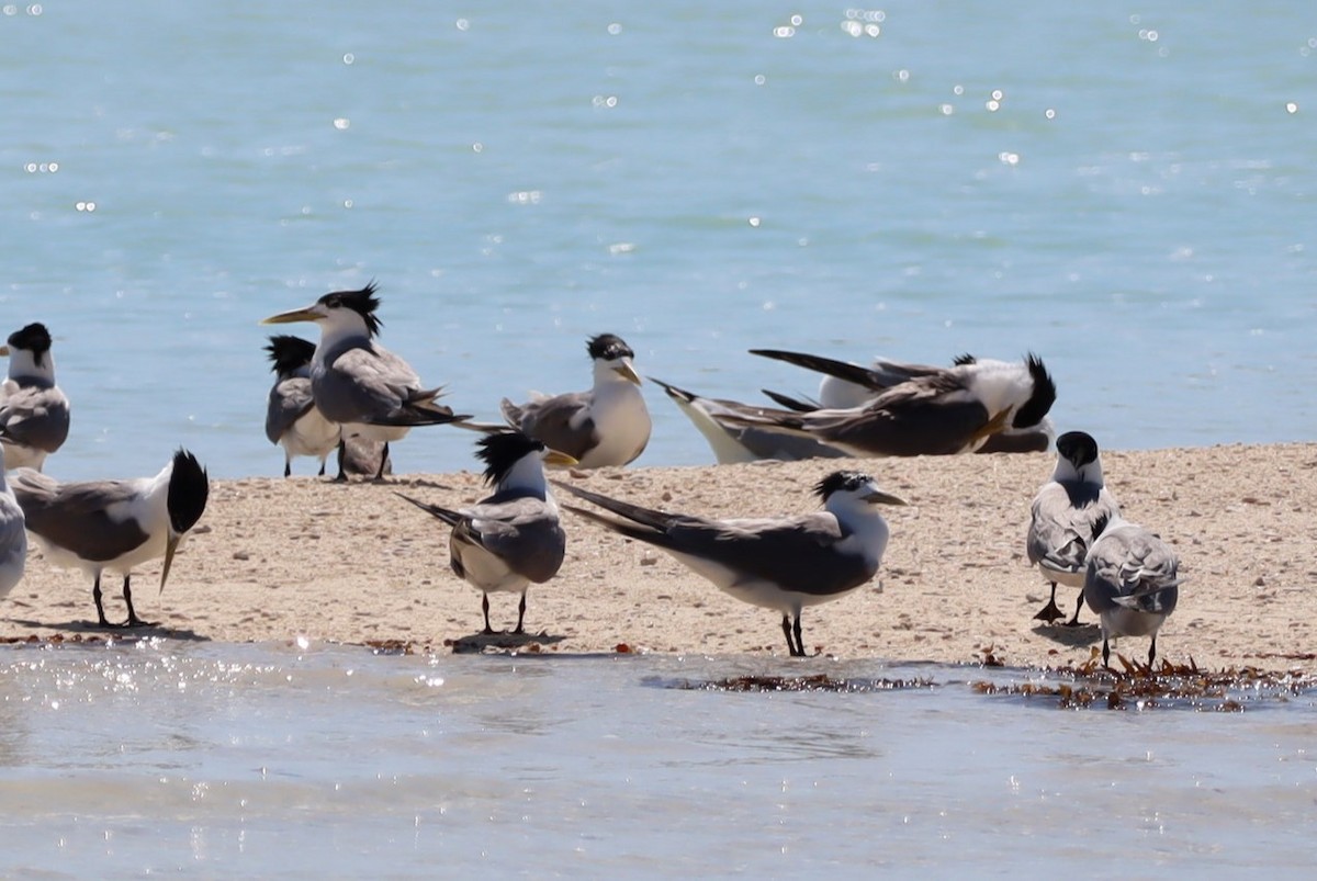 Great Crested Tern - ML619978208