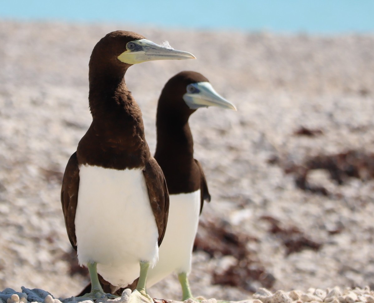 Brown Booby - ML619978228