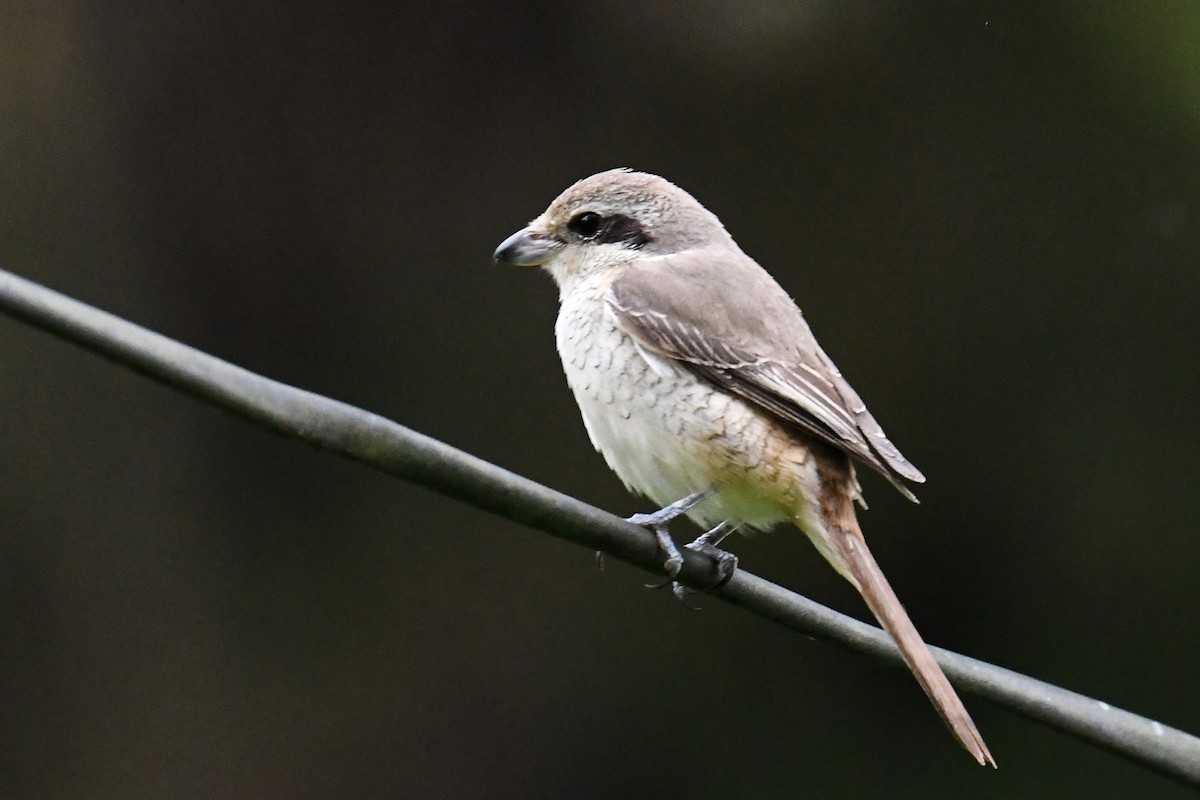 Brown Shrike - ML619978259