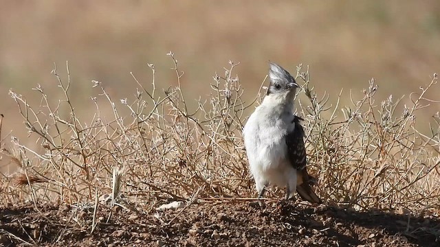 Great Spotted Cuckoo - ML619978263