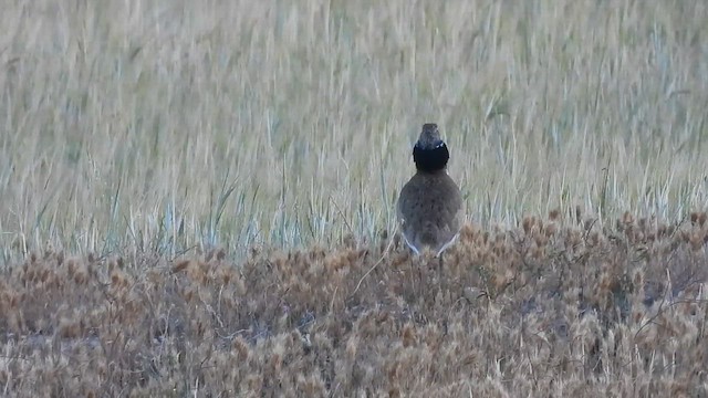 Little Bustard - ML619978265