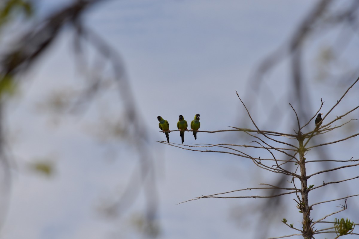 Nanday Parakeet - ML619978283