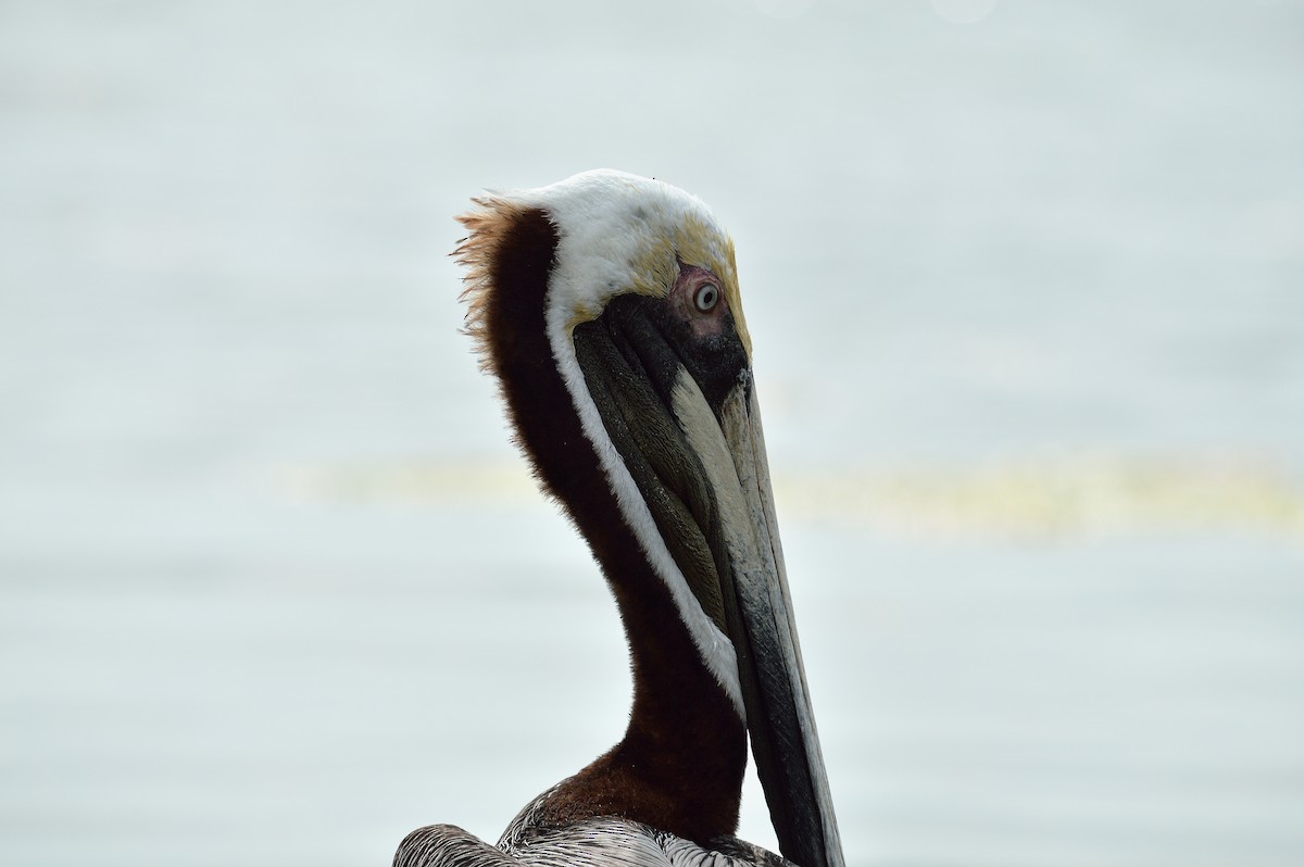 pelikán hnědý - ML619978292