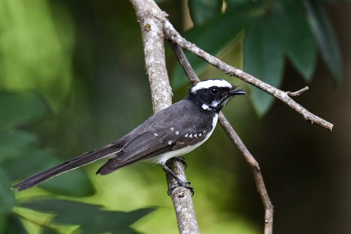 White-browed Fantail - ML619978302