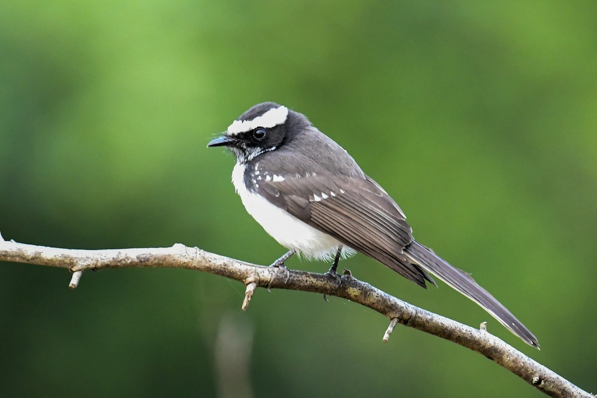 White-browed Fantail - ML619978306