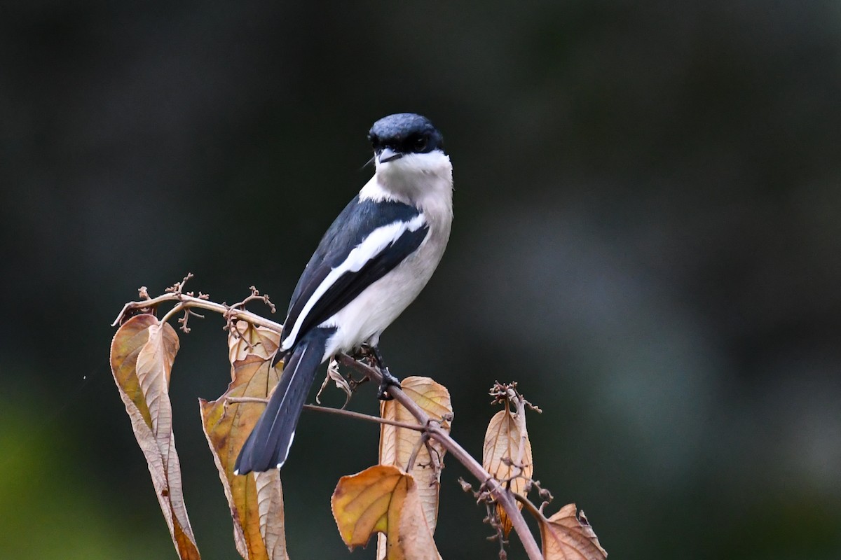 Bar-winged Flycatcher-shrike - ML619978316