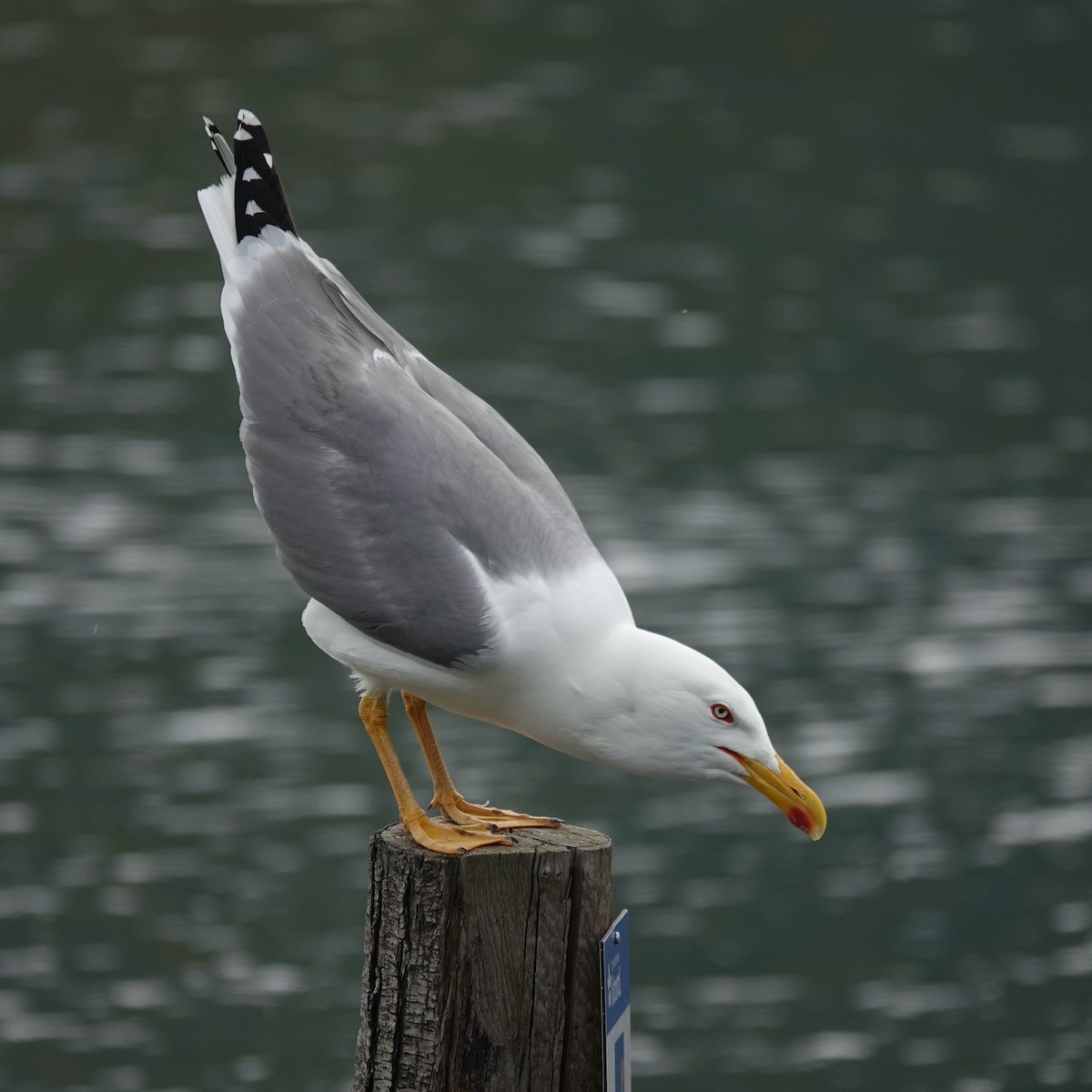 Yellow-legged Gull - ML619978332