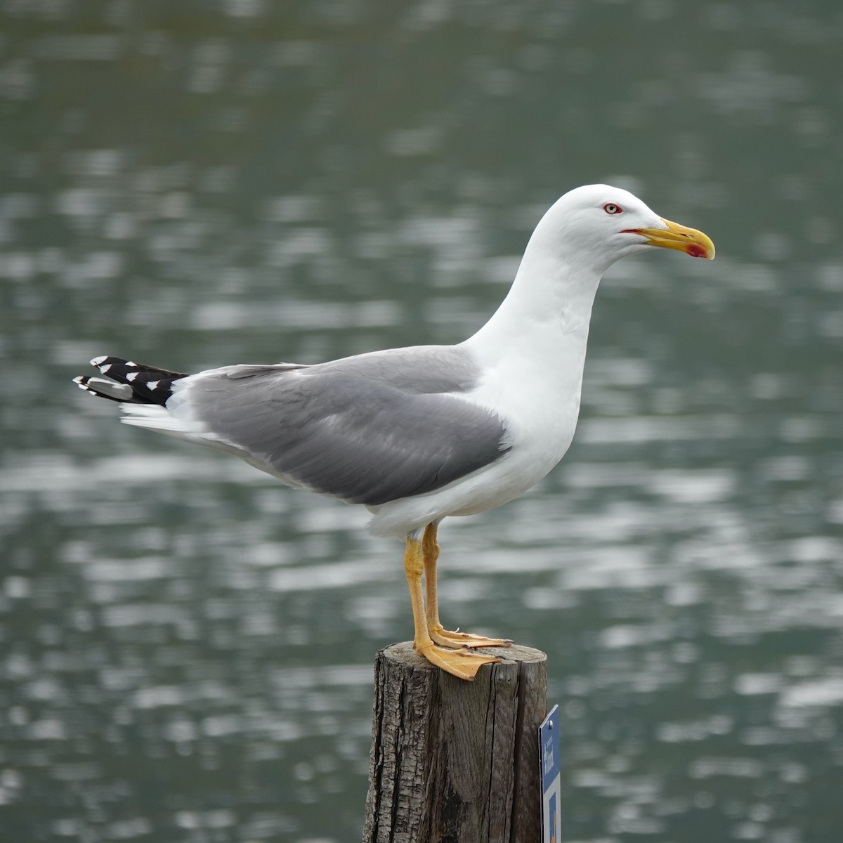 Yellow-legged Gull - ML619978333