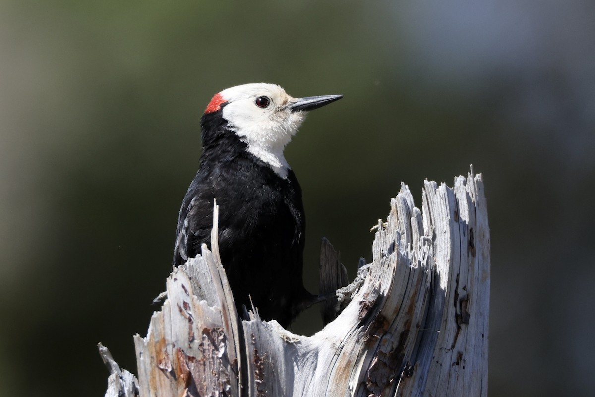 White-headed Woodpecker - ML619978334