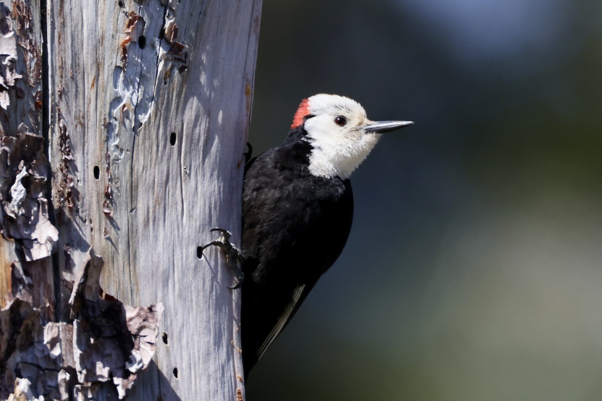 White-headed Woodpecker - ML619978335