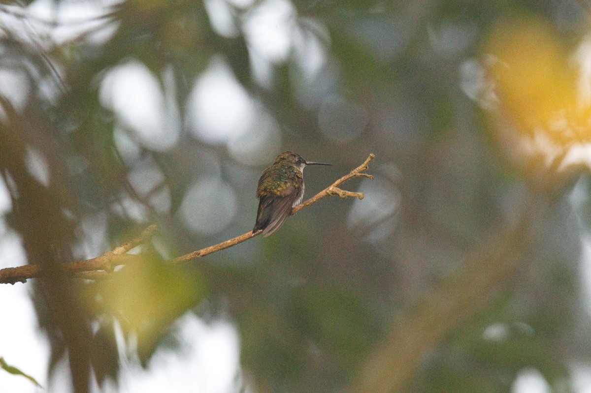 Ruby-throated Hummingbird - ML619978339