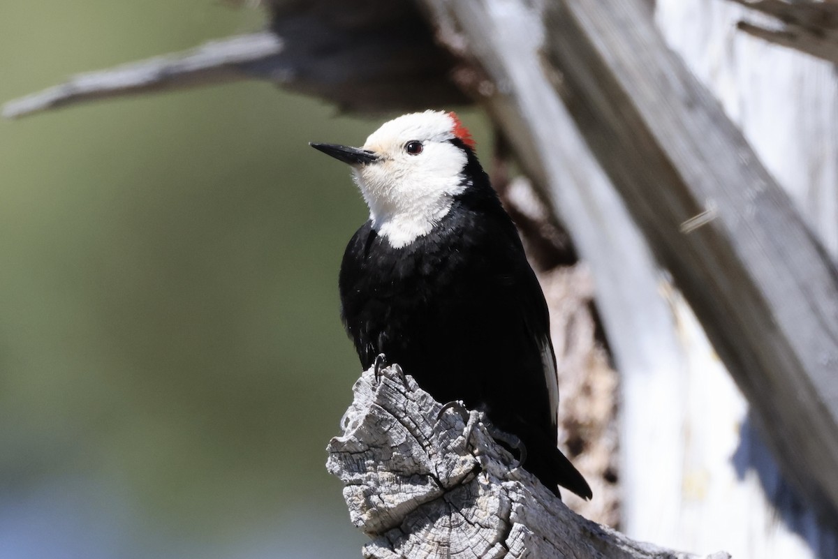 White-headed Woodpecker - ML619978342