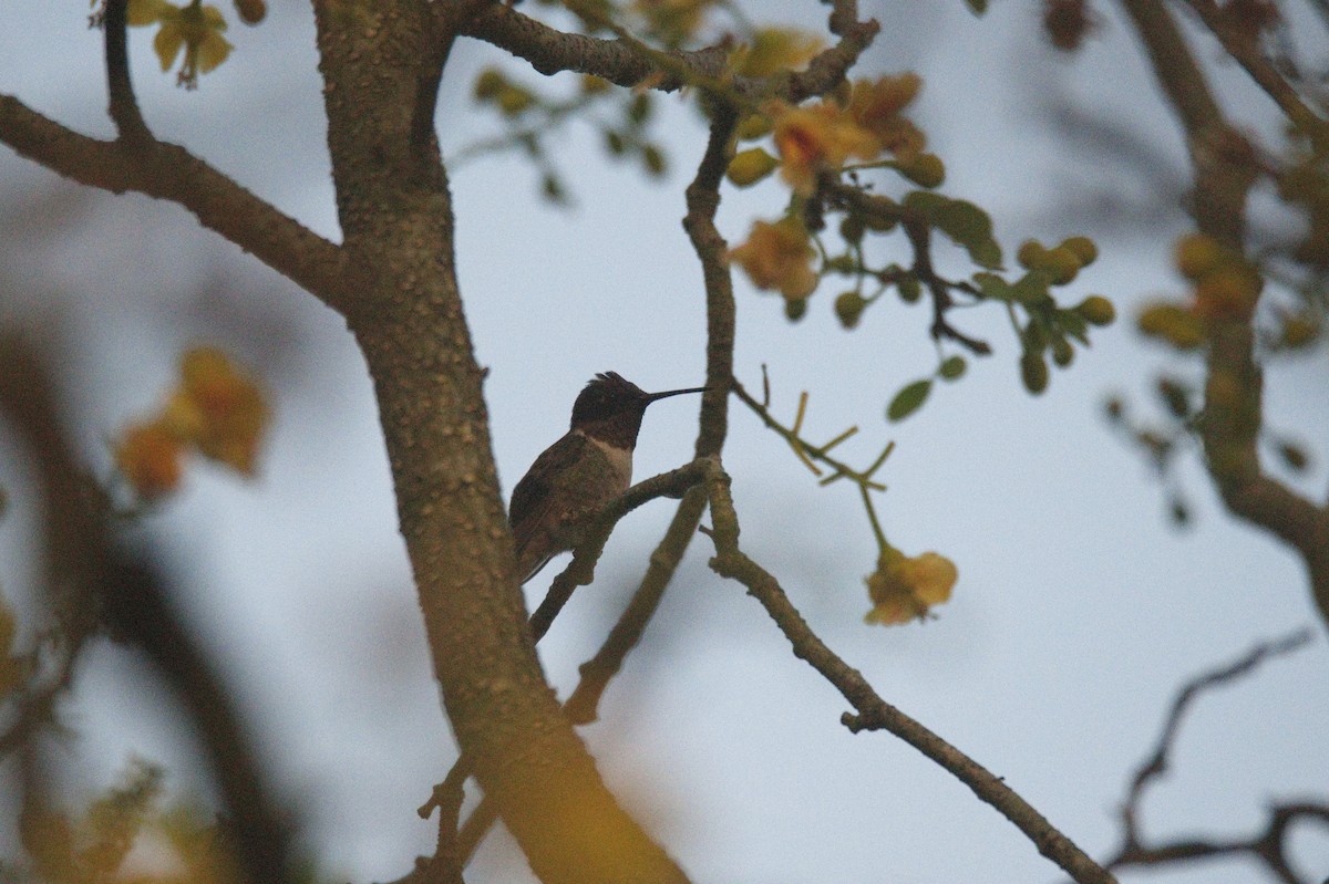 Ruby-throated Hummingbird - ML619978349