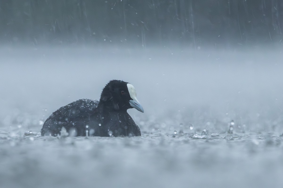 Eurasian Coot - ML619978360