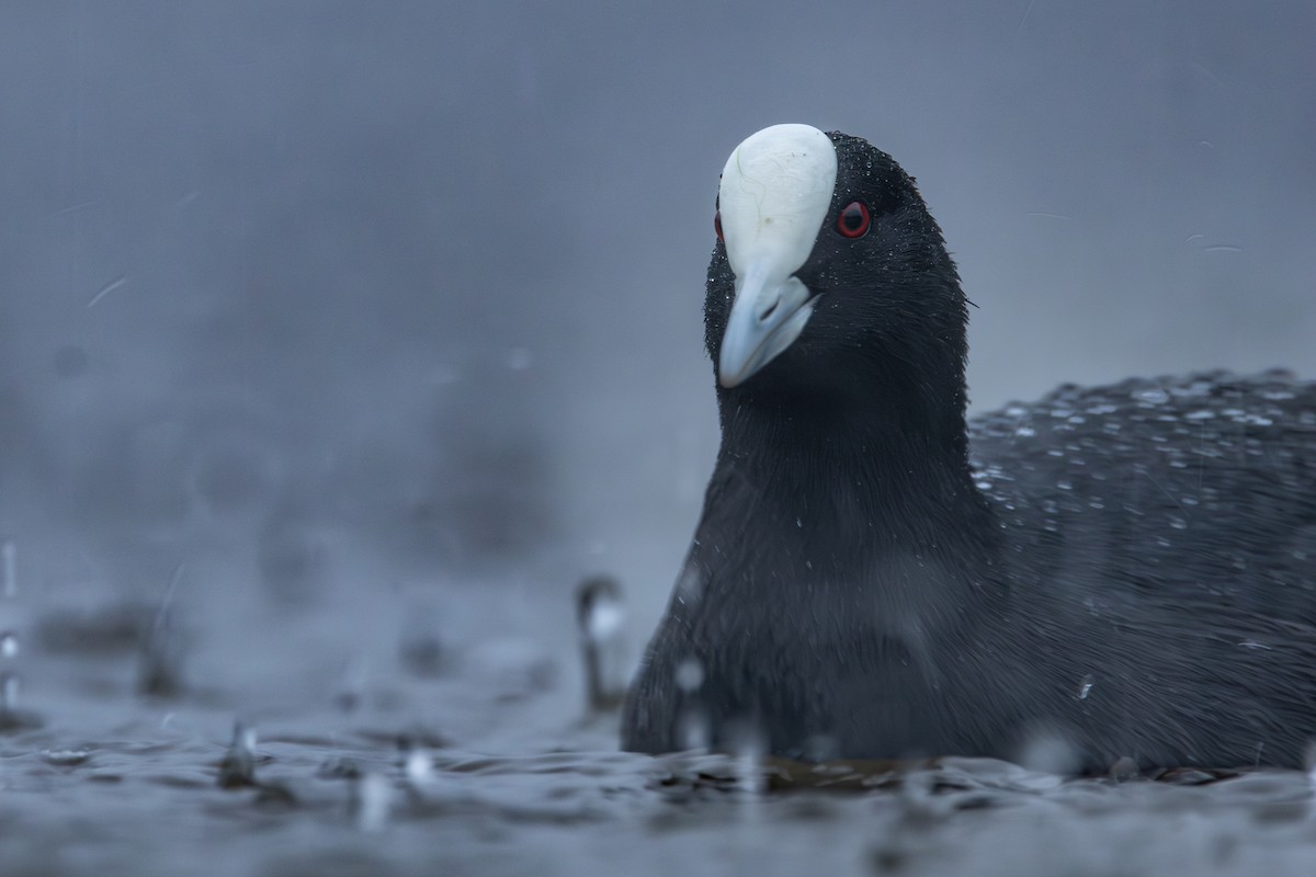 Eurasian Coot - ML619978361