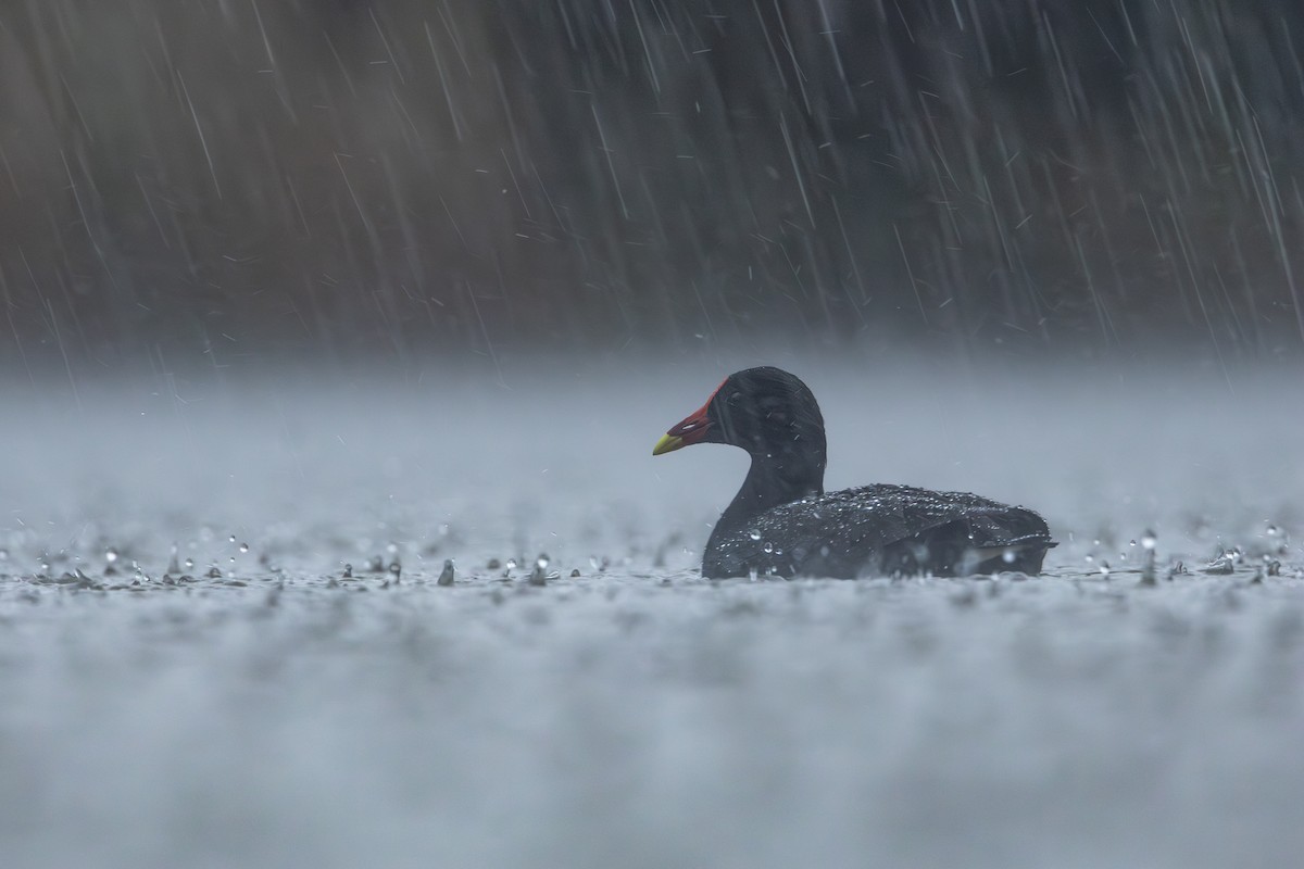 Dusky Moorhen - ML619978362