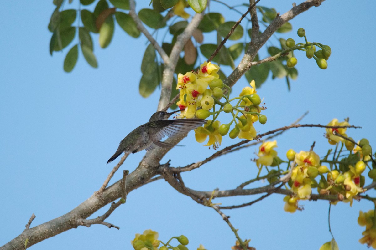 Ruby-throated Hummingbird - ML619978372