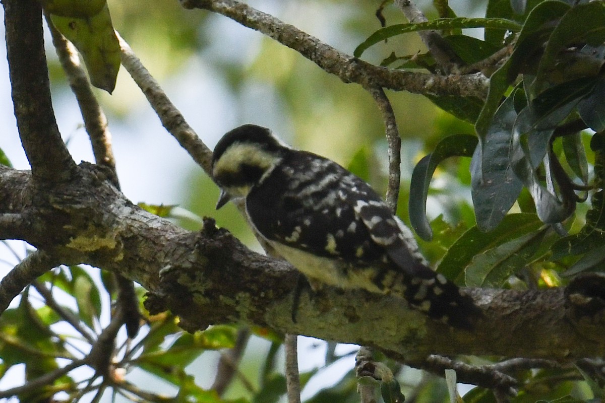 Brown-capped Pygmy Woodpecker - ML619978387