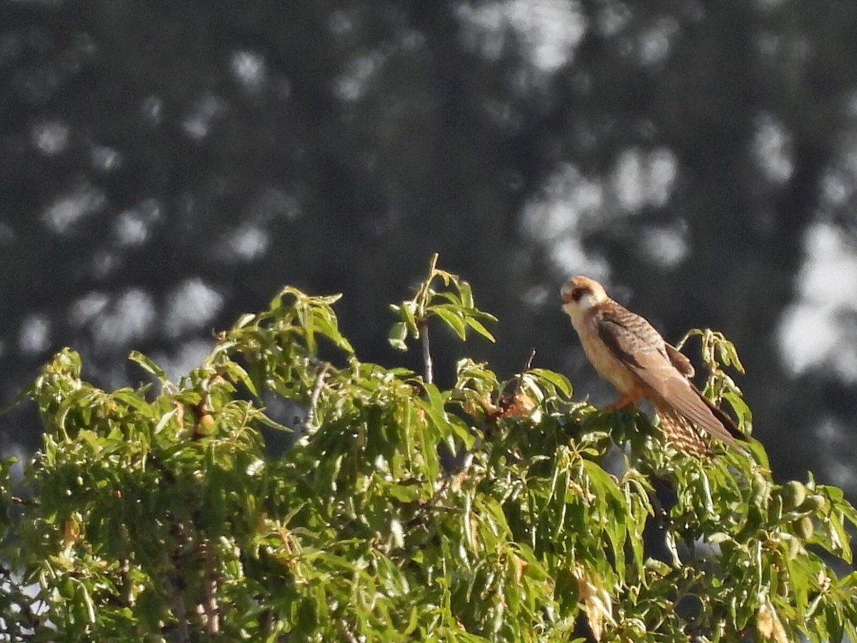 Red-footed Falcon - ML619978391