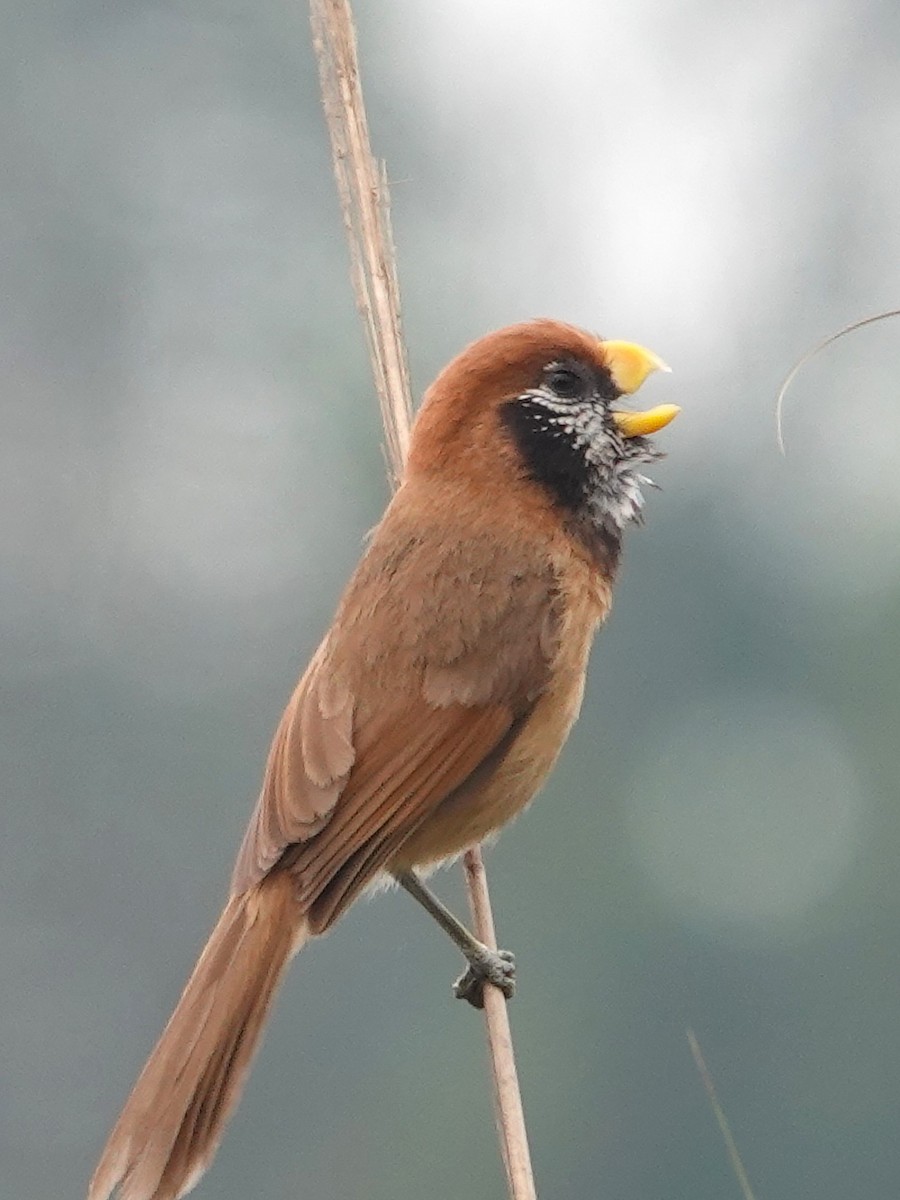 Black-breasted Parrotbill - ML619978404