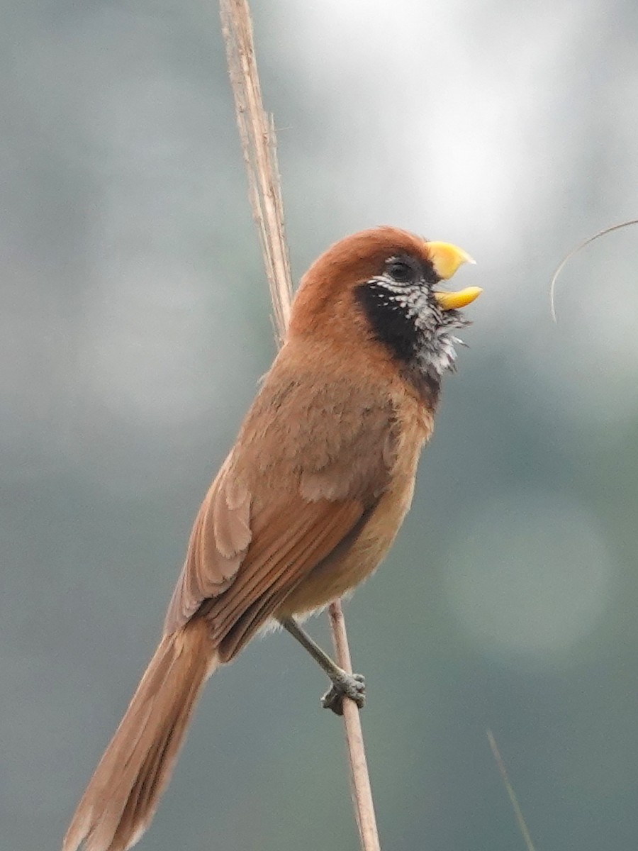 Paradoxornis de Gould - ML619978404