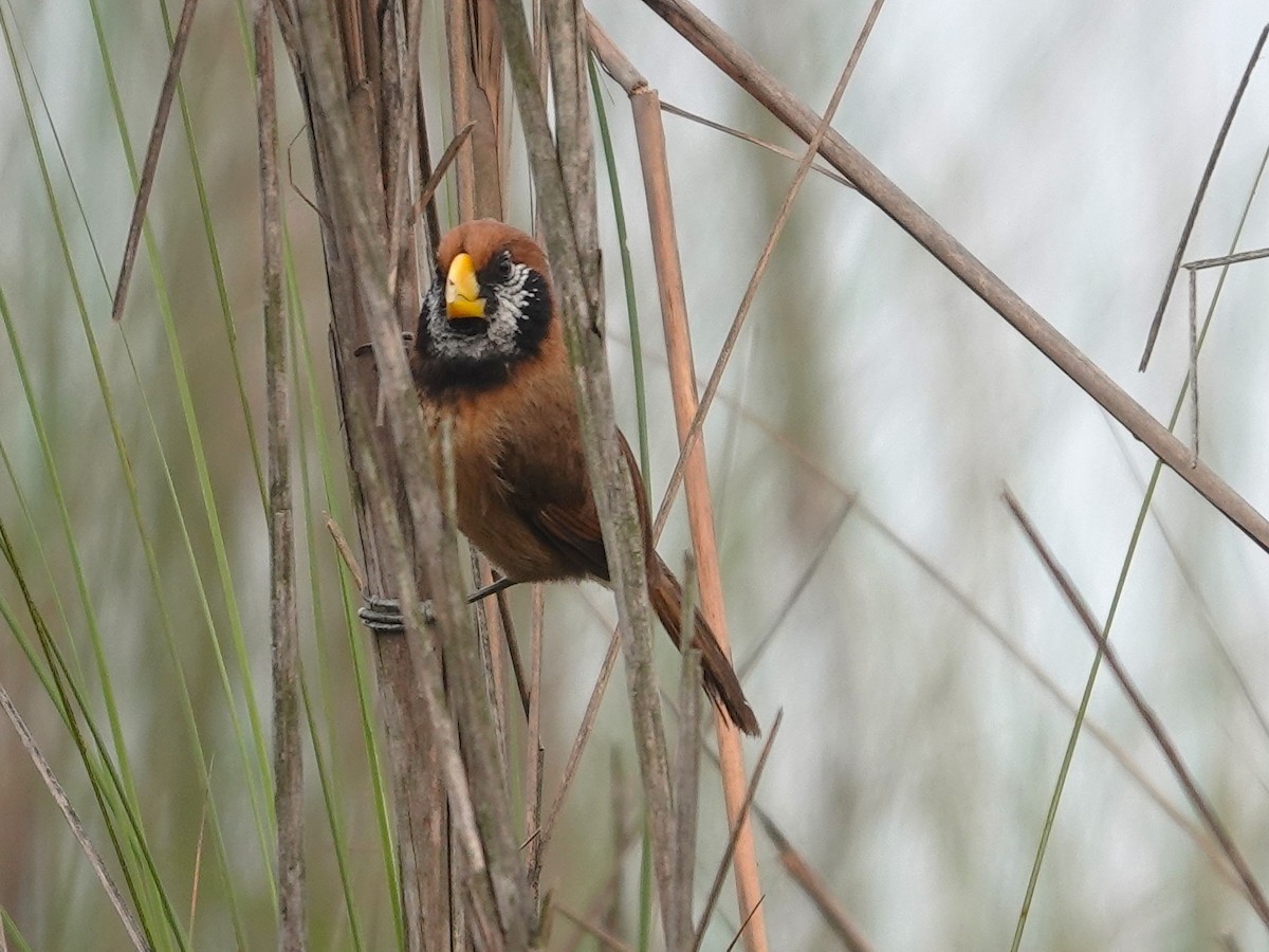 Black-breasted Parrotbill - ML619978405