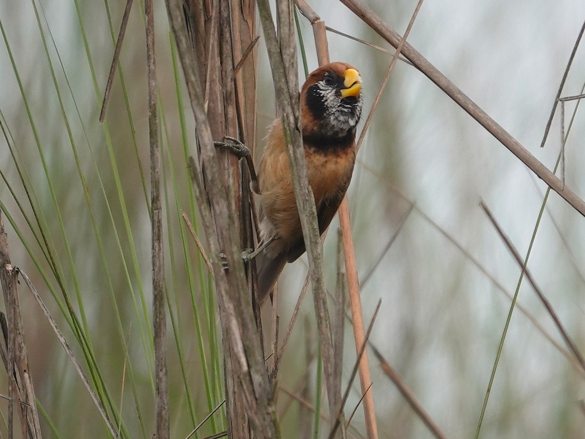 Black-breasted Parrotbill - ML619978406