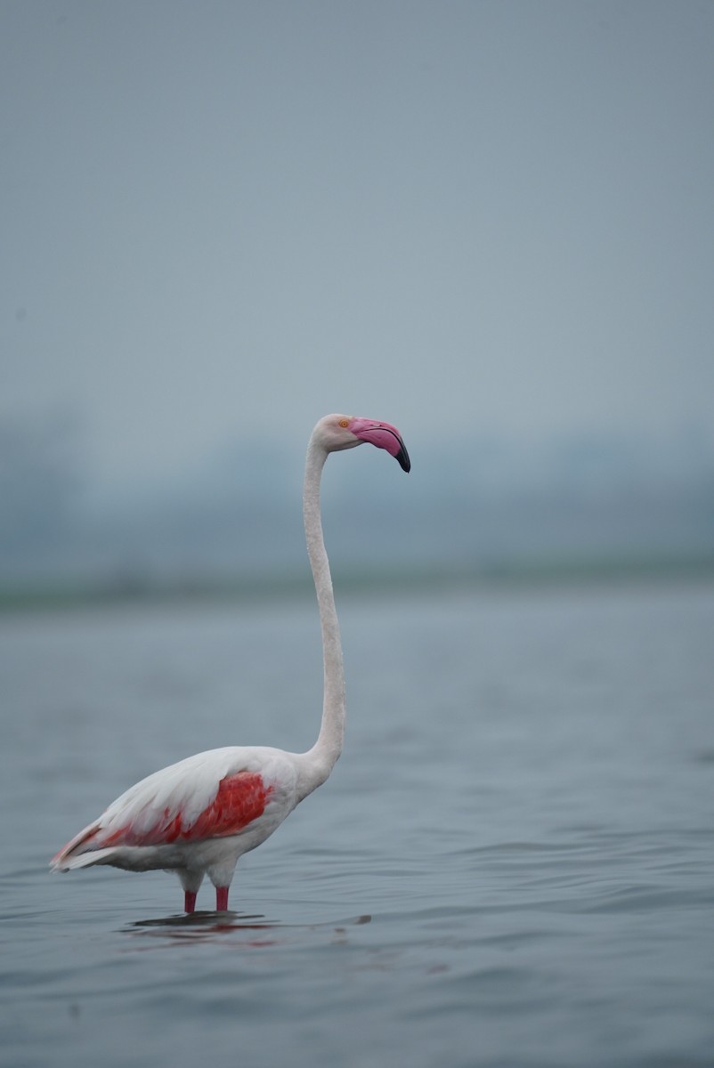 Greater Flamingo - ML619978407