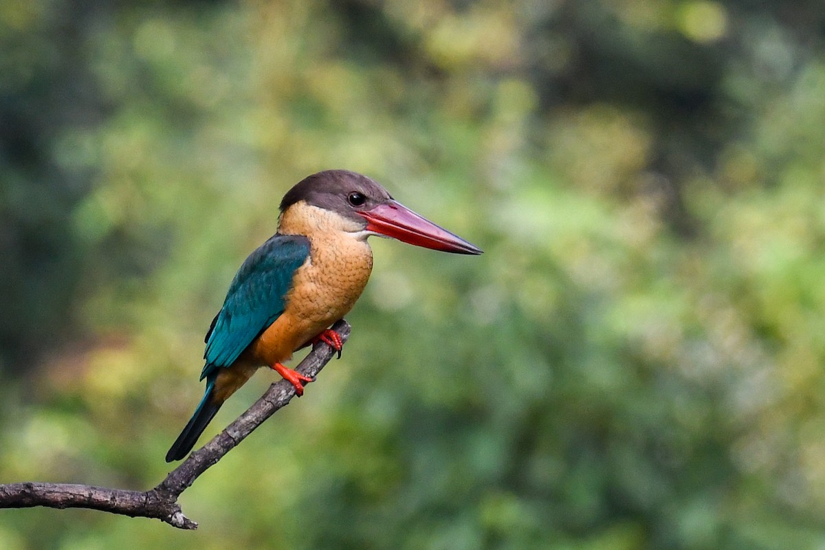 Stork-billed Kingfisher - ML619978415