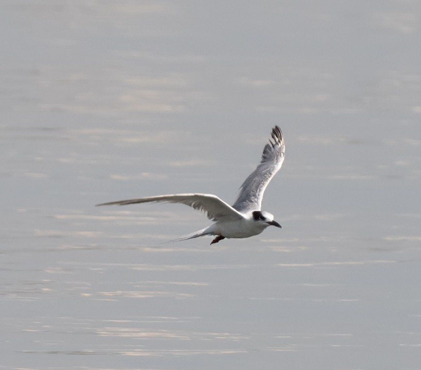 Little Tern - ML619978422