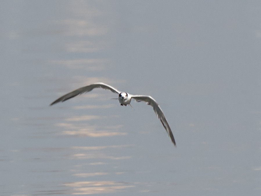 Little Tern - ML619978423