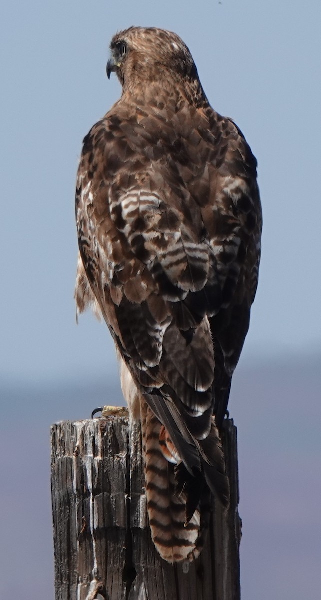 Red-tailed Hawk - ML619978438