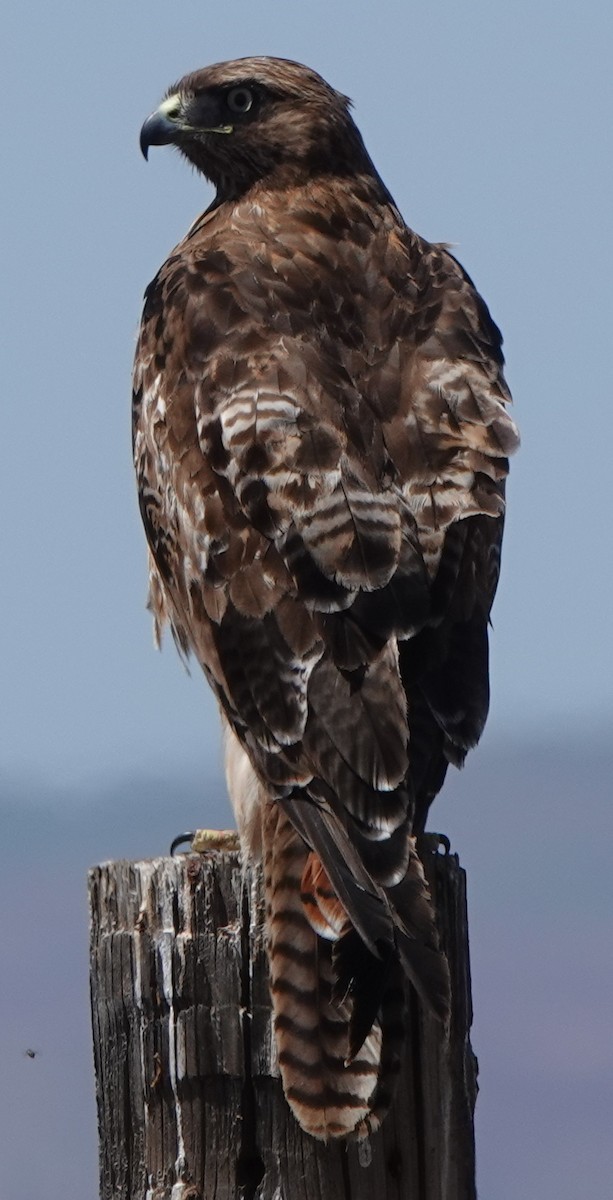 Red-tailed Hawk - ML619978439