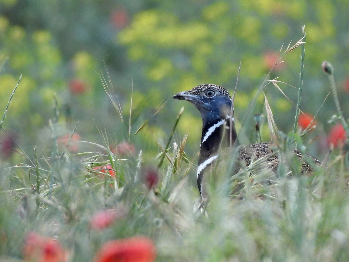 Little Bustard - ML619978441