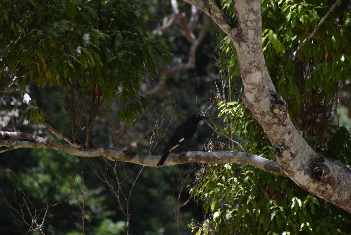 Pied Currawong - ML619978452