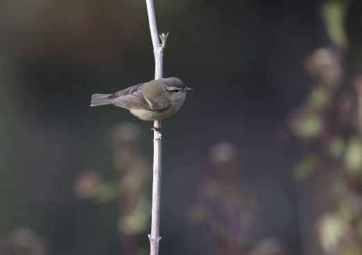 Hume's Warbler - ML619978453