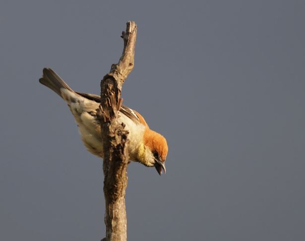 Russet Sparrow - ML619978455