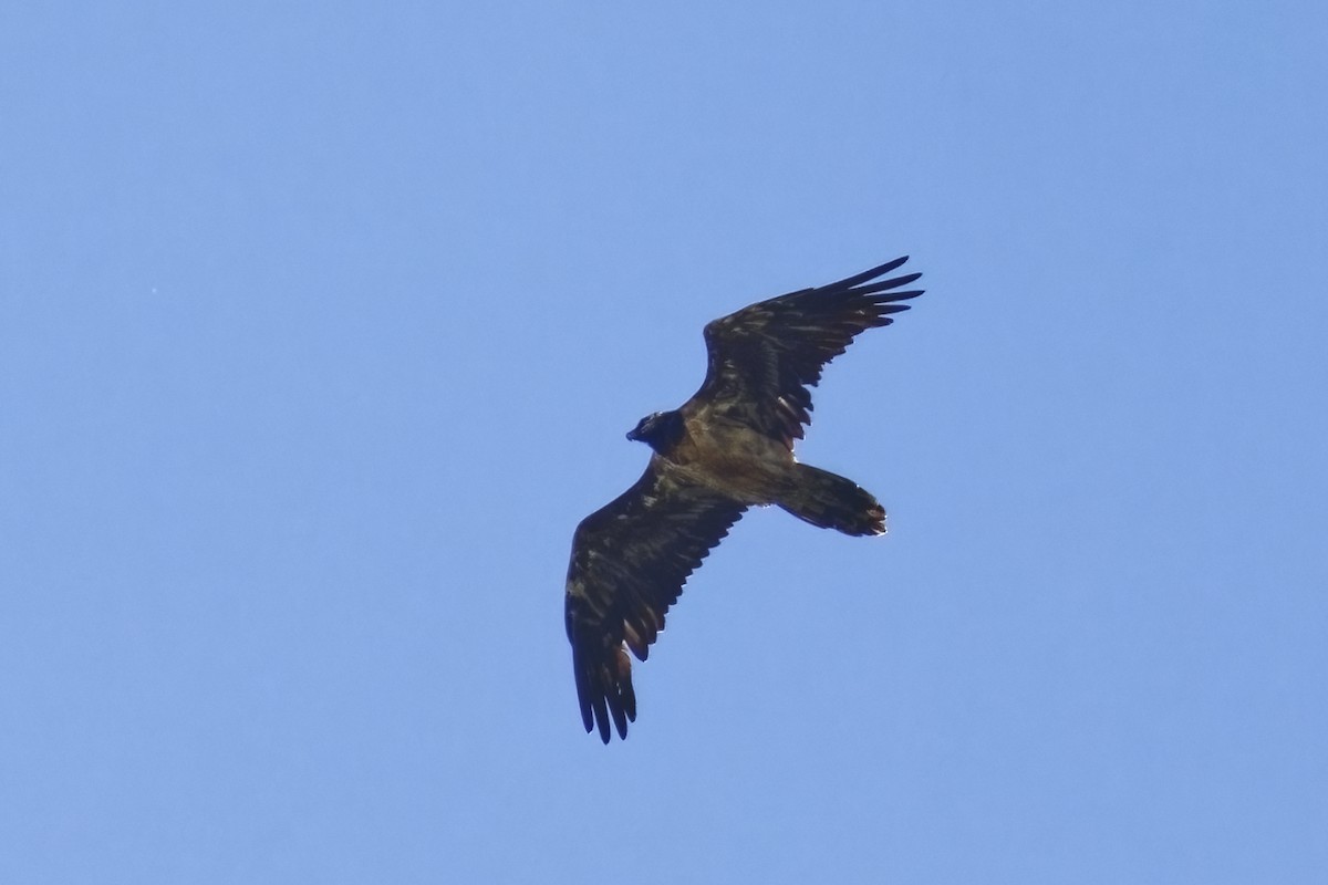 Bearded Vulture - ML619978465
