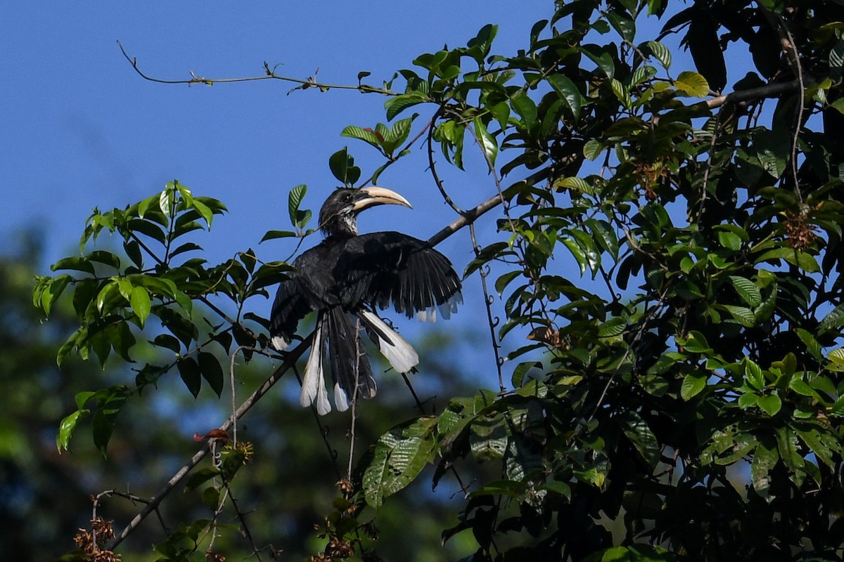 Sri Lanka Gray Hornbill - ML619978468