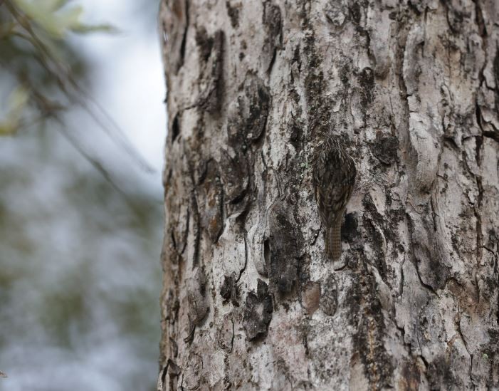 Bar-tailed Treecreeper - ML619978471