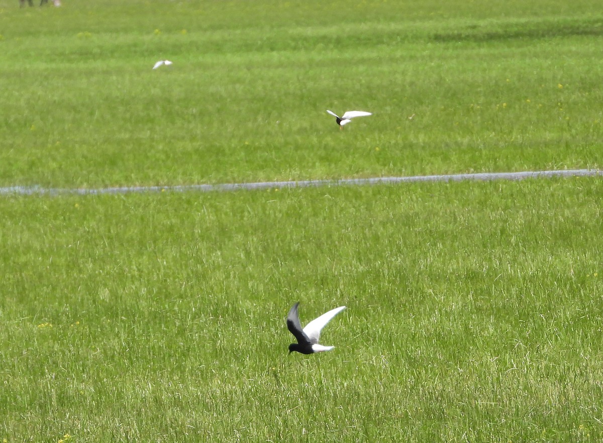 White-winged Tern - ML619978487