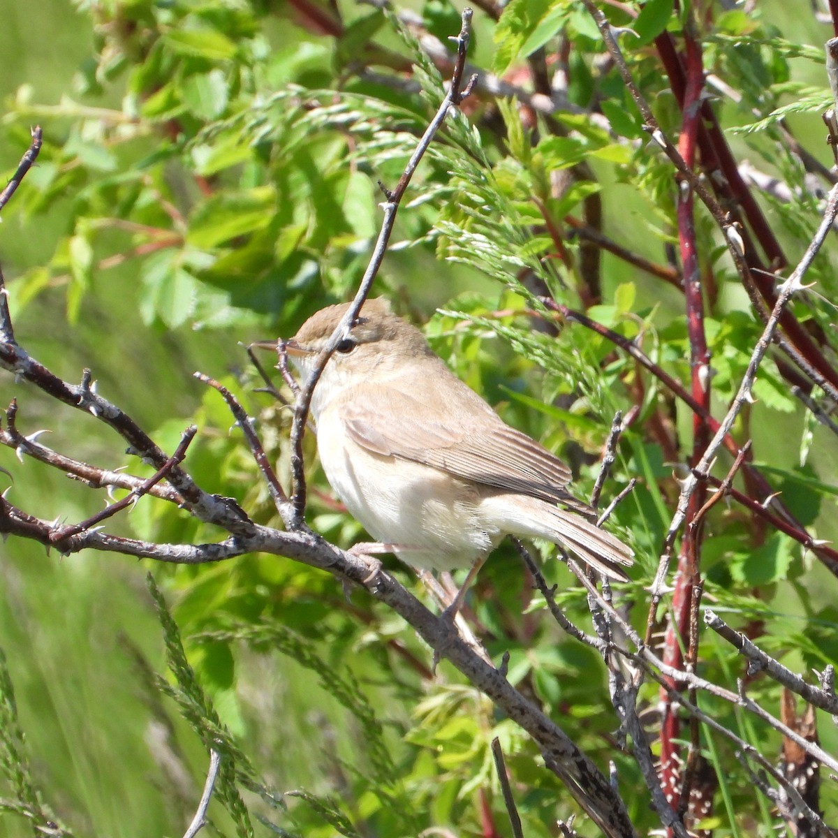 Booted Warbler - ML619978491