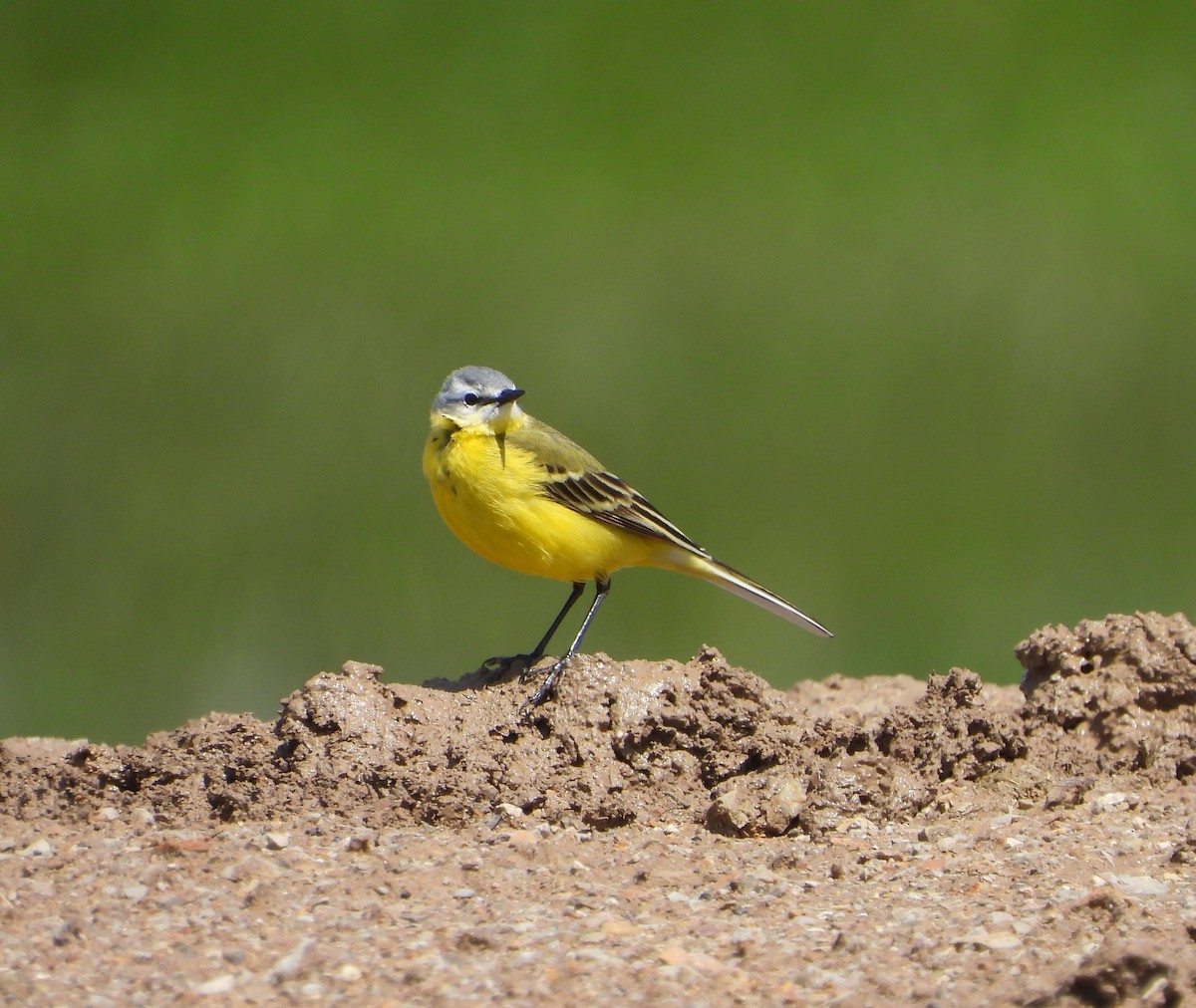 Western Yellow Wagtail (flava/beema) - ML619978494