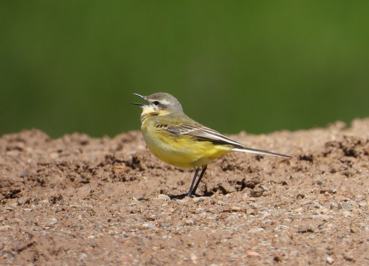 Western Yellow Wagtail (flava/beema) - ML619978495